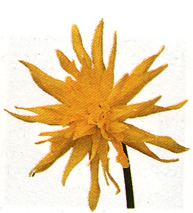 Narcis ´Rip van Winkle´ 5 ks
