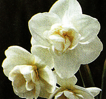 Narcis ´Cheerfulness´ 5 ks
