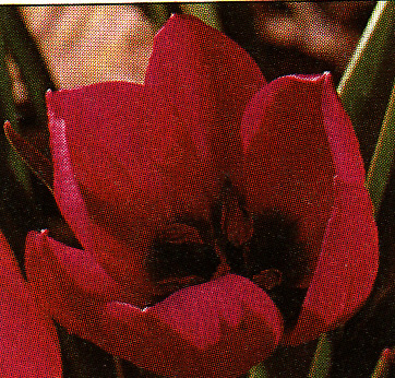 Tulipán ´Persian Pearls´ 5 ks
