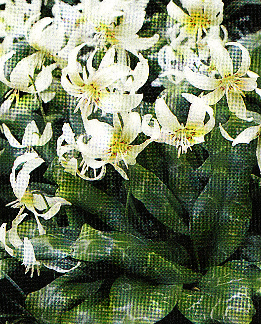 Kandík ´White Beauty´ 2 ks