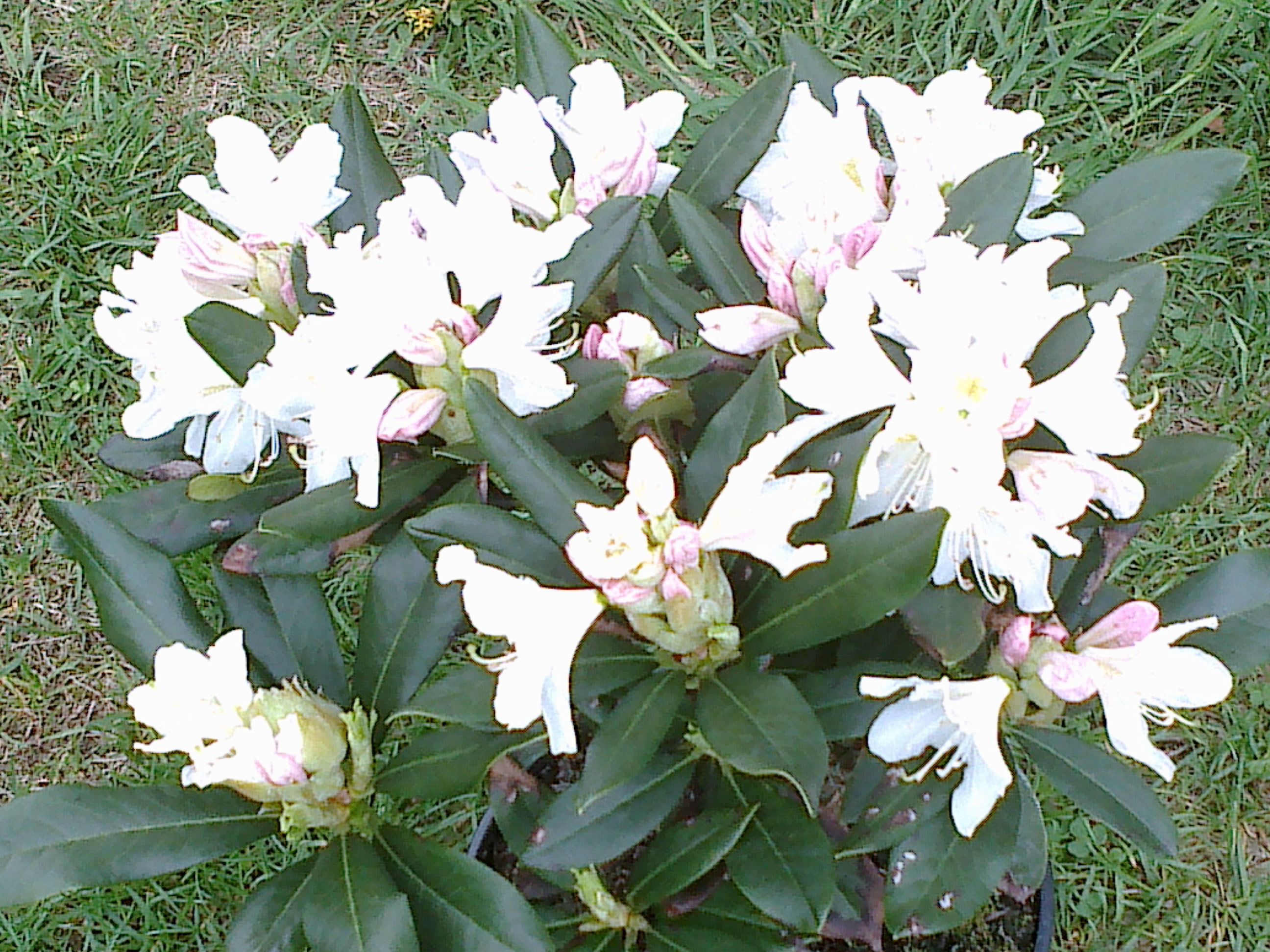Rododendrón ružovo-biely