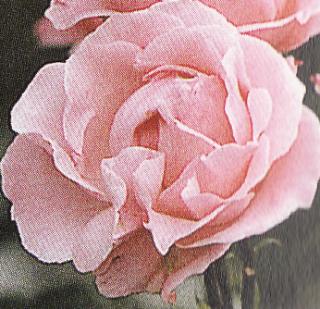 Ruža Queen Elizabeth (v črepníku)
