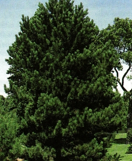 Borovica čierna ´Nigra´ 125 - 150 cm
